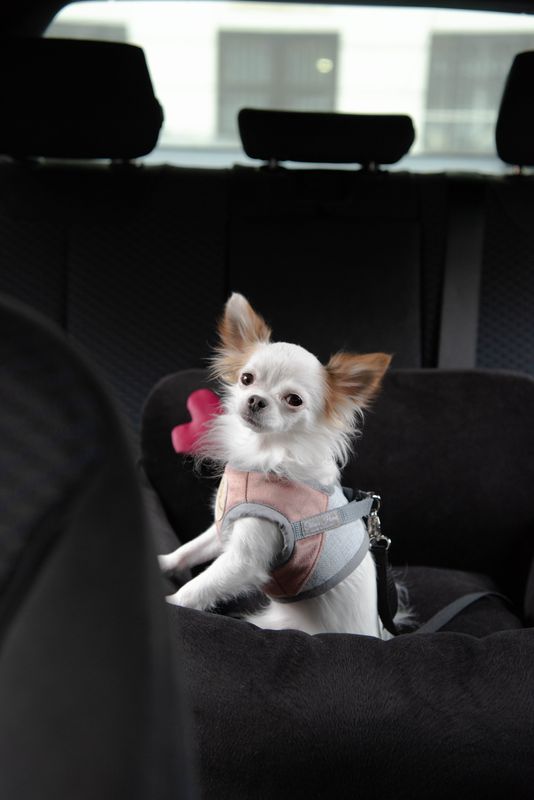 Paris Black Pet Car Seat