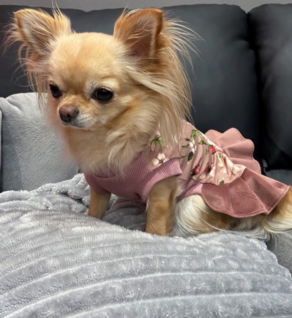 Flower Power Pet Dress for Dogs or Cats