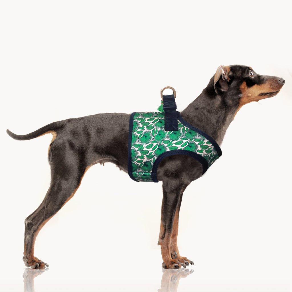 Tropical Summer Harness for Dogs and Cats