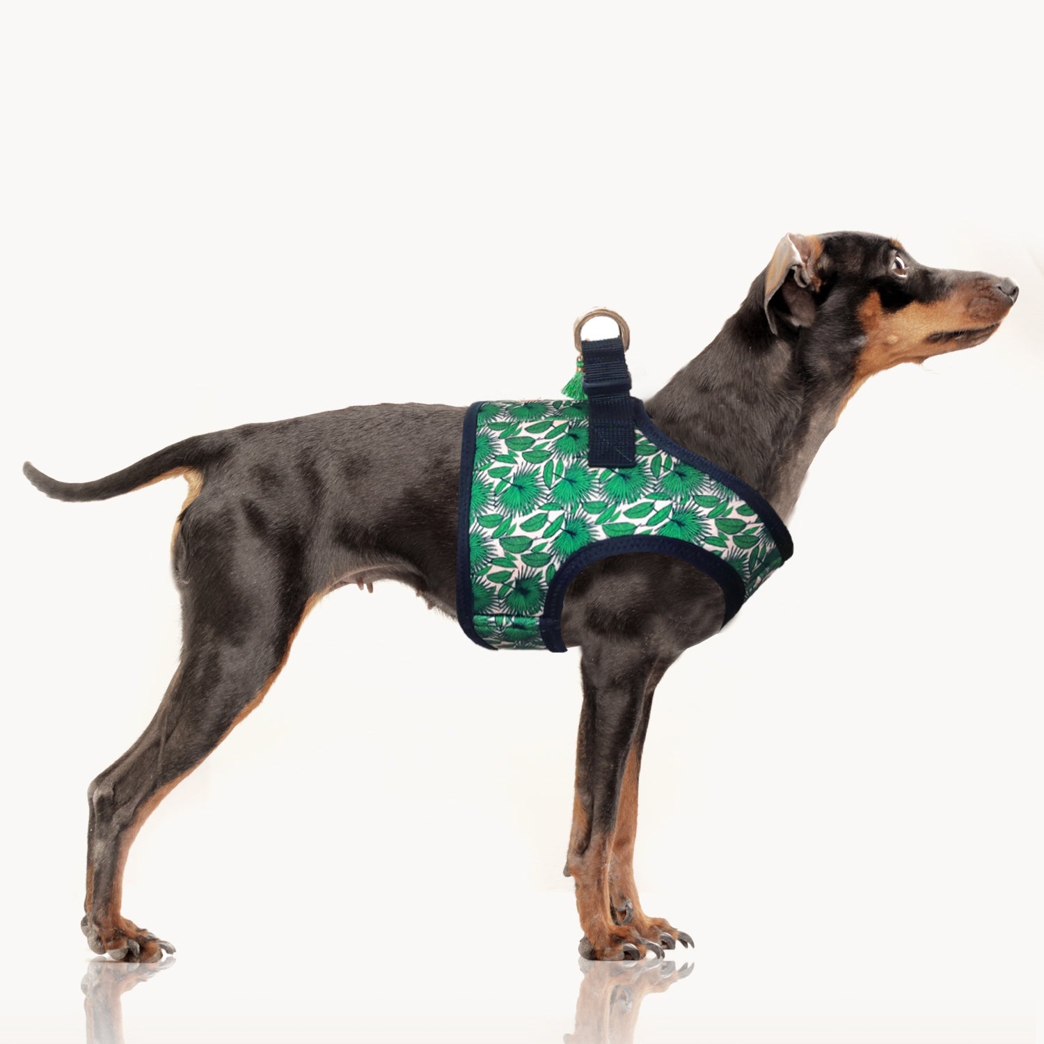 Tropical Summer Harness for Dogs and Cats
