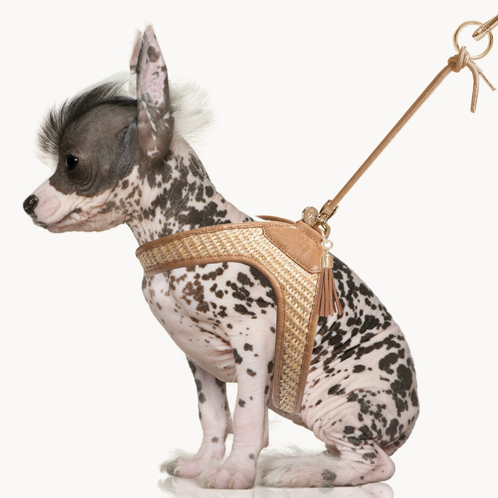 Assia Summer Straw Braided Dog Harness
