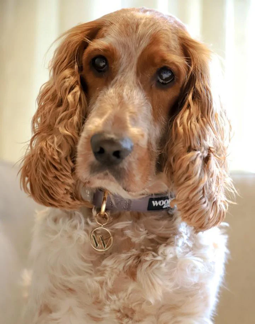 Ash Dog Collar with Charm