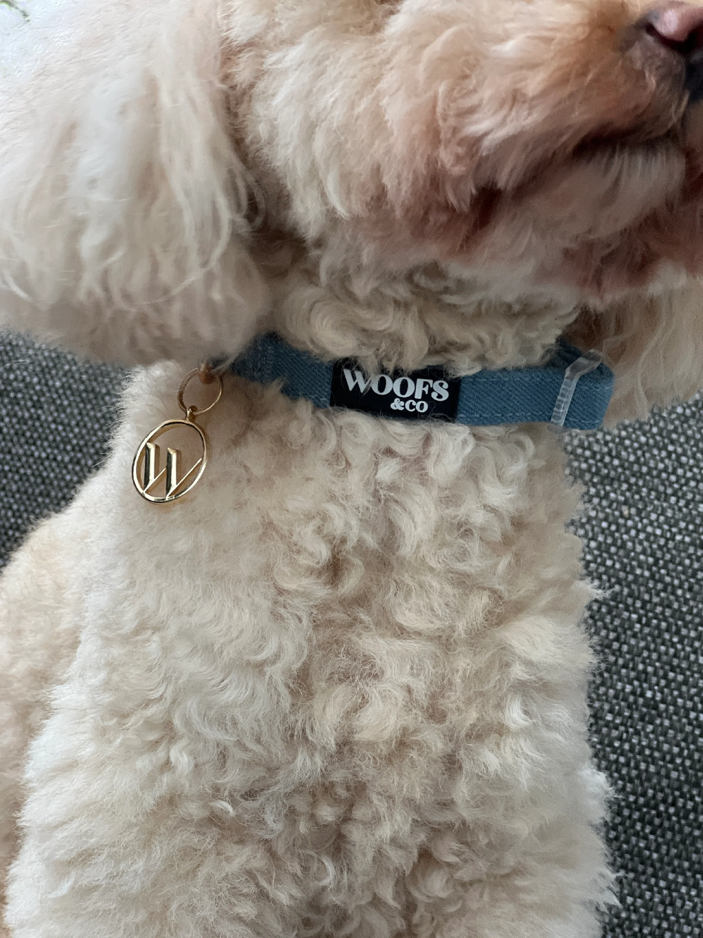 Denim Dog Collar with Charm