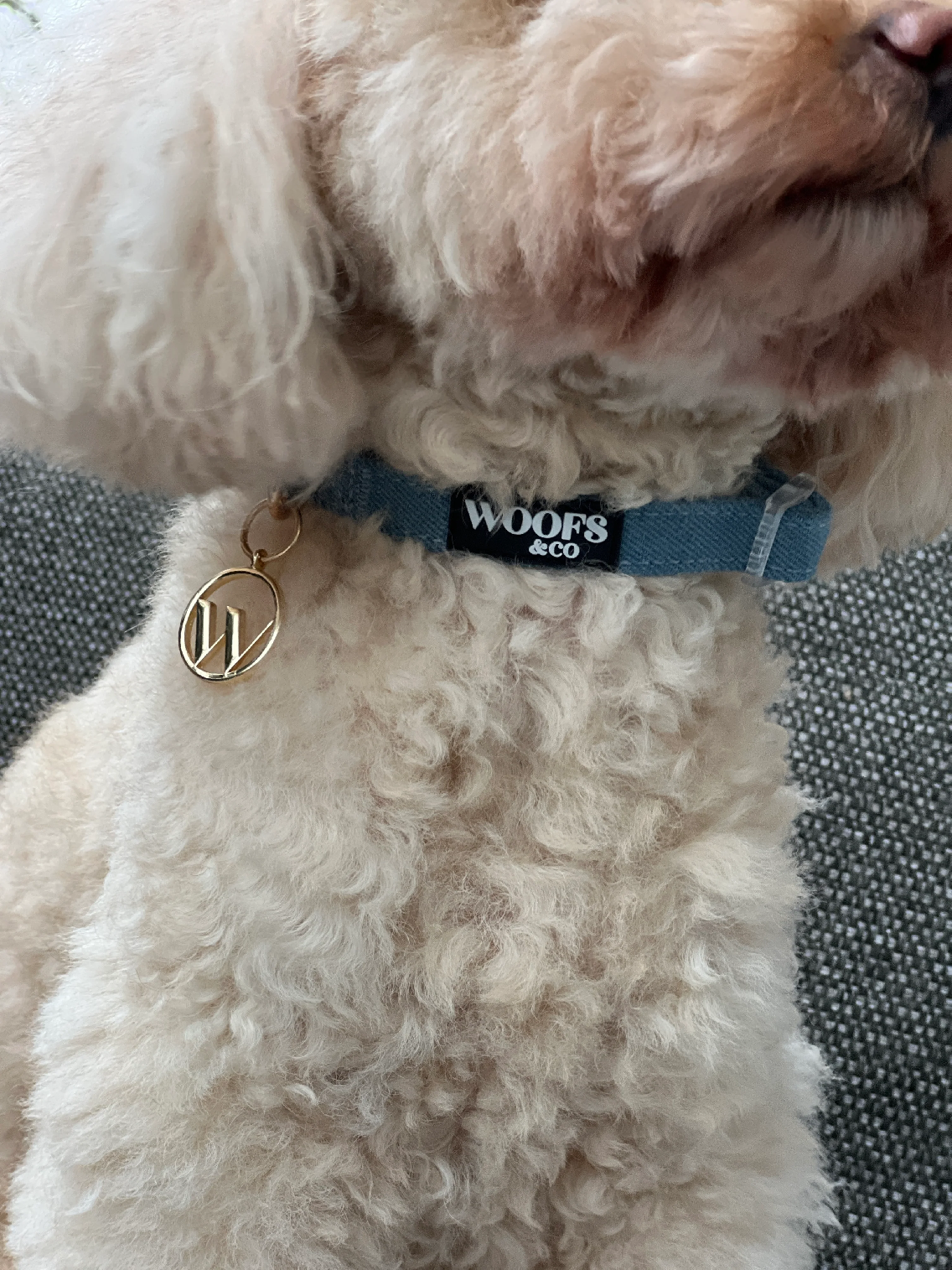 Denim Dog Collar with Charm