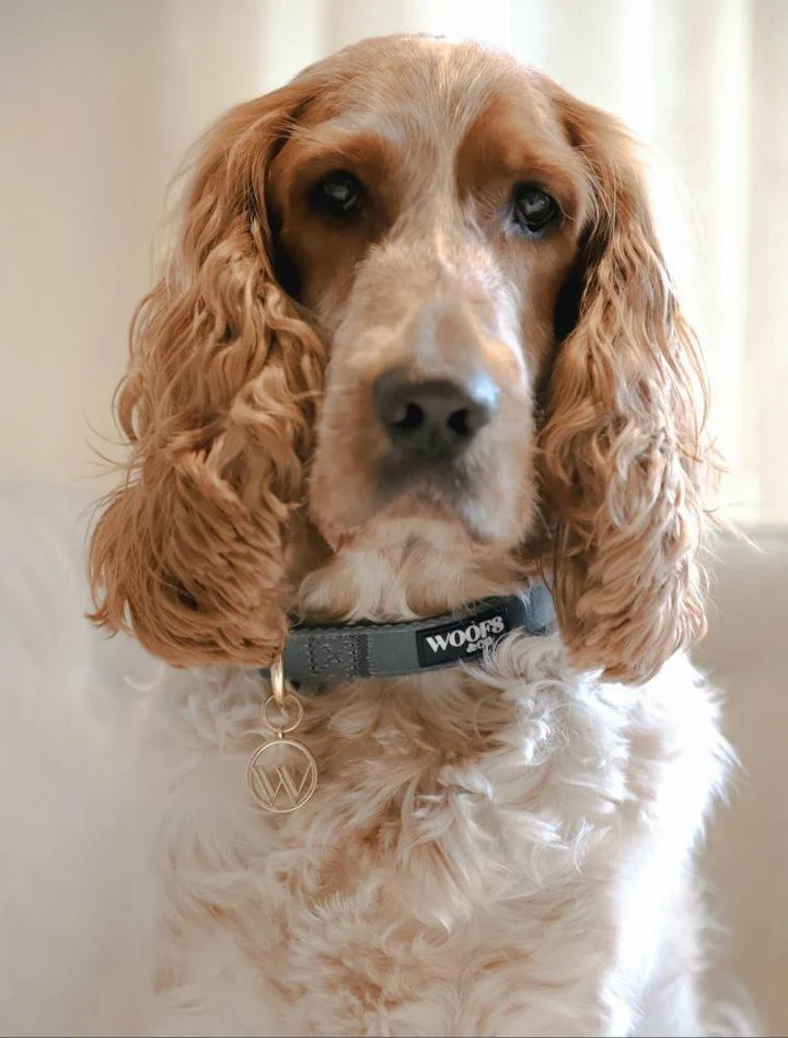 Khaki Dog Collar with Charm