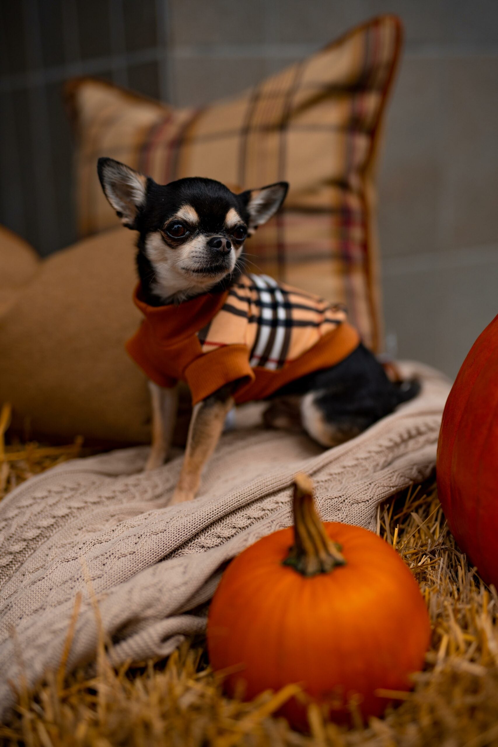 Check Brown Turtleneck for Dogs or Cats
