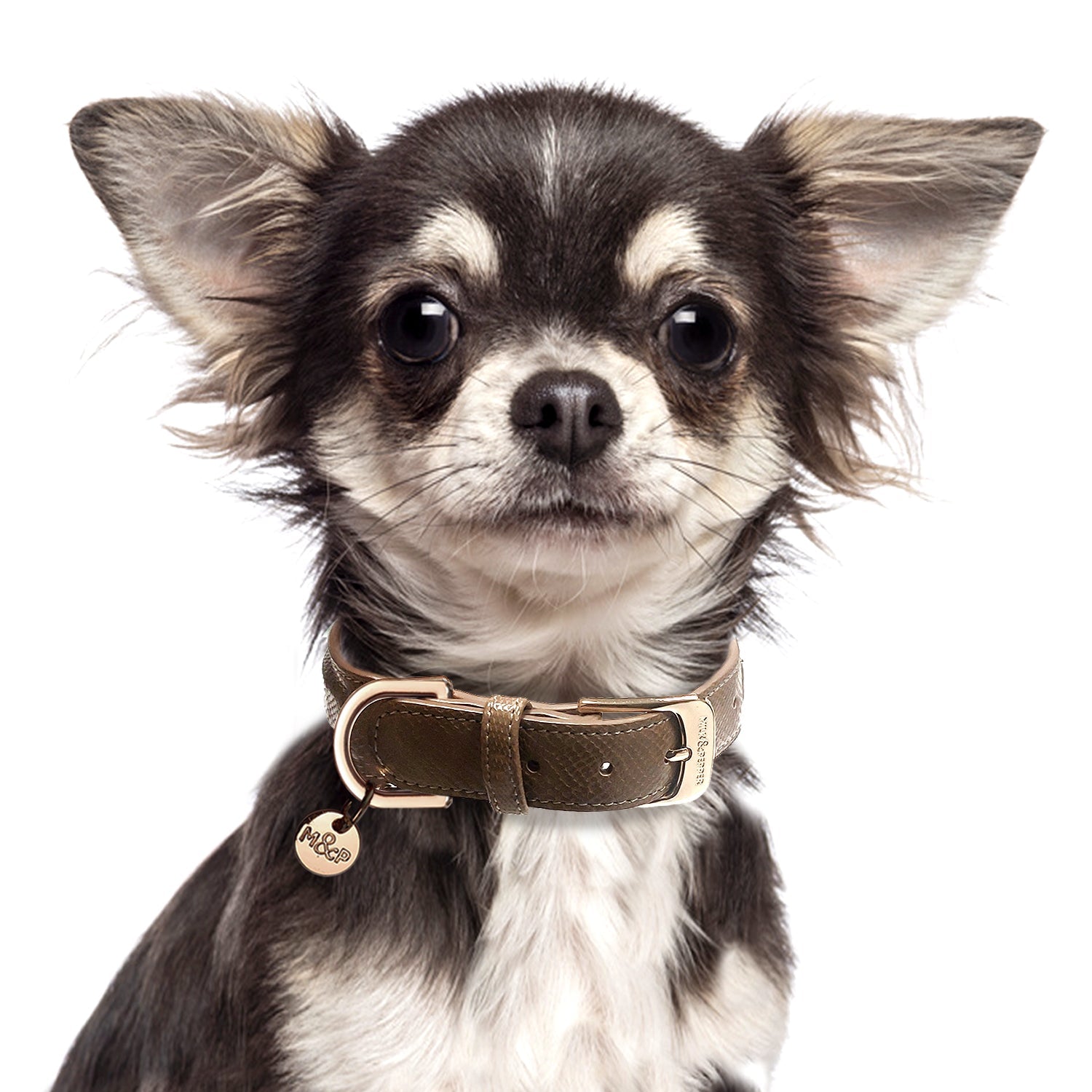 Pogona Brown Dog Collar
