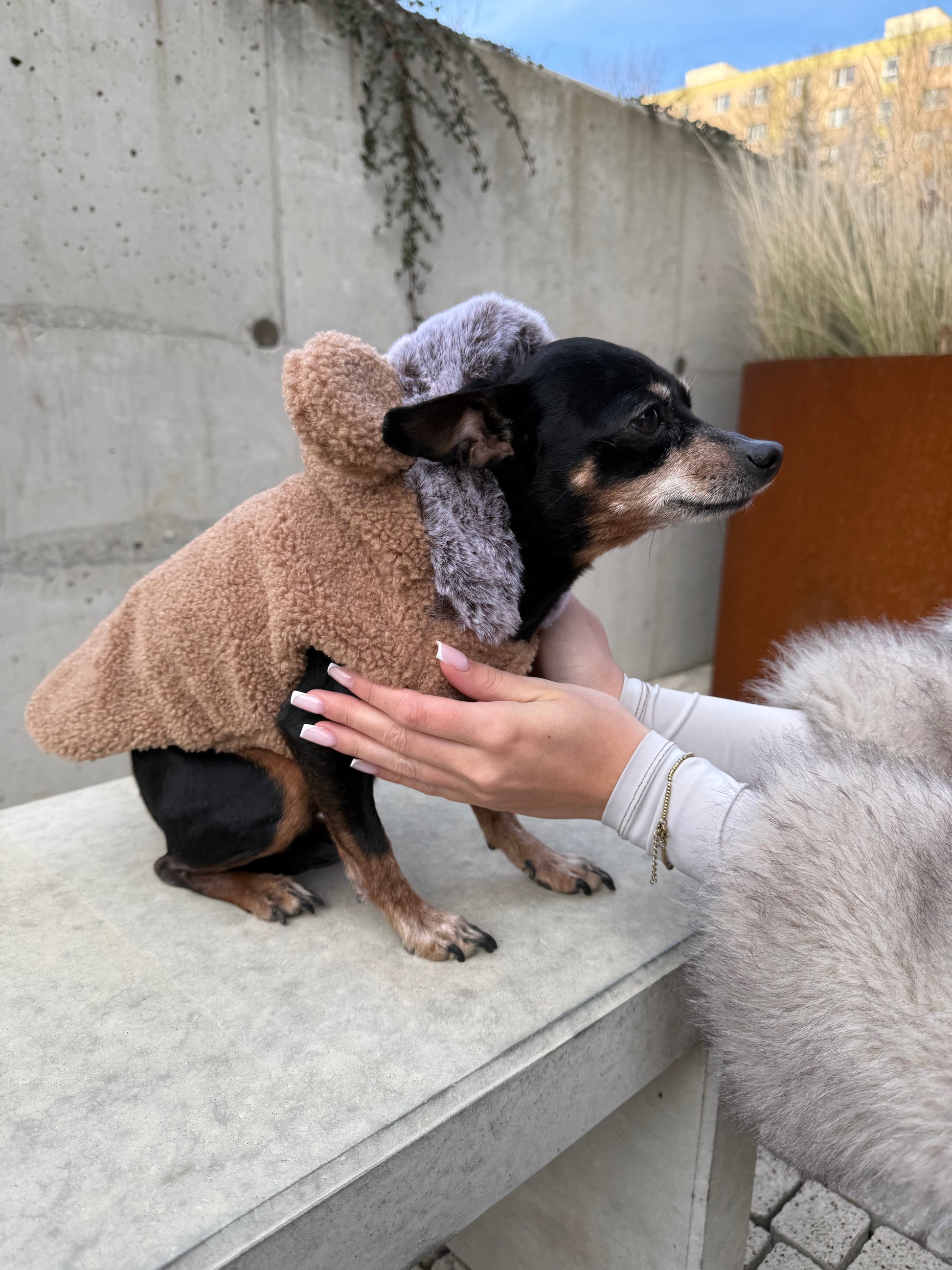 Ernest Teddy Sweater for Dogs