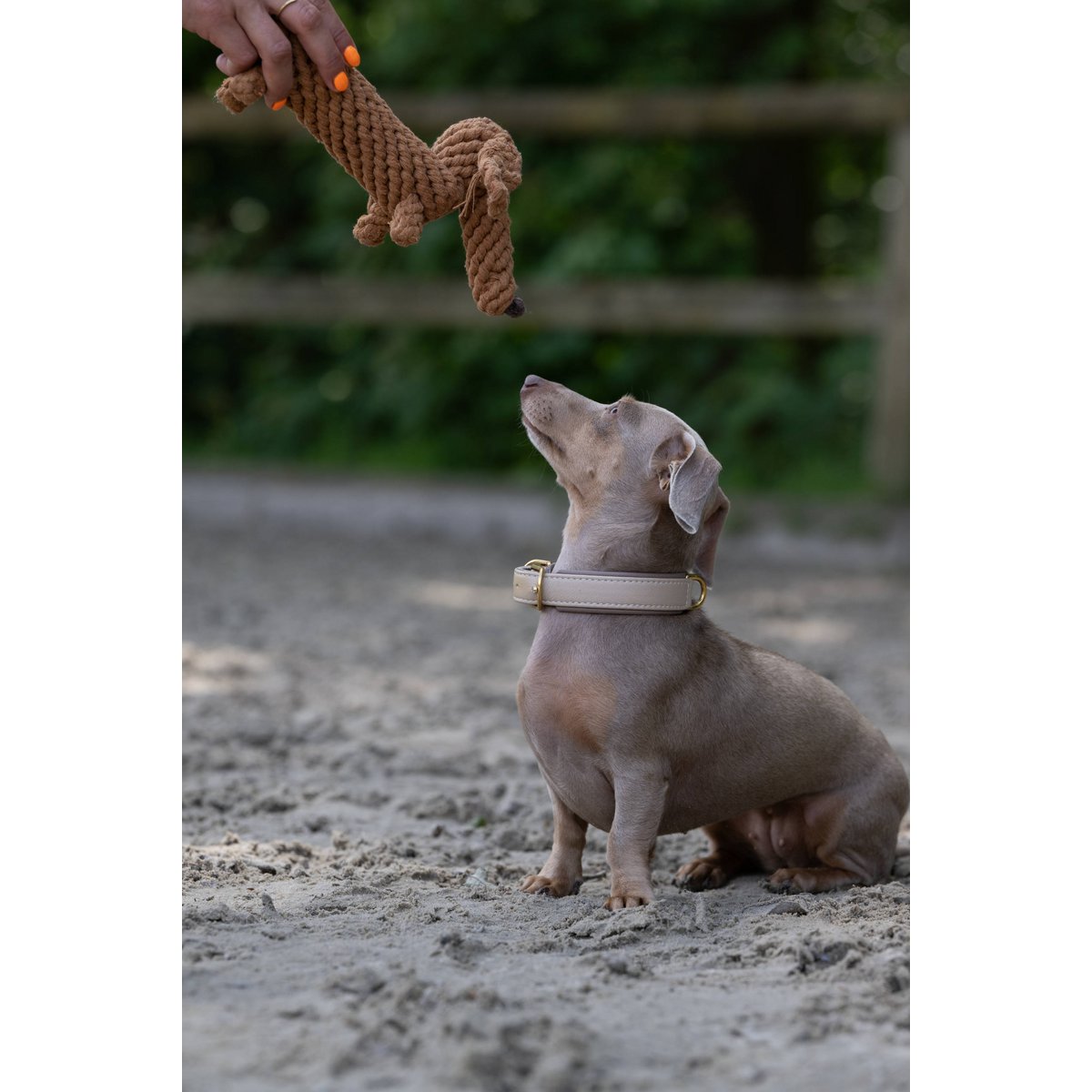Diego the Dachshund Cotton Dog Toy