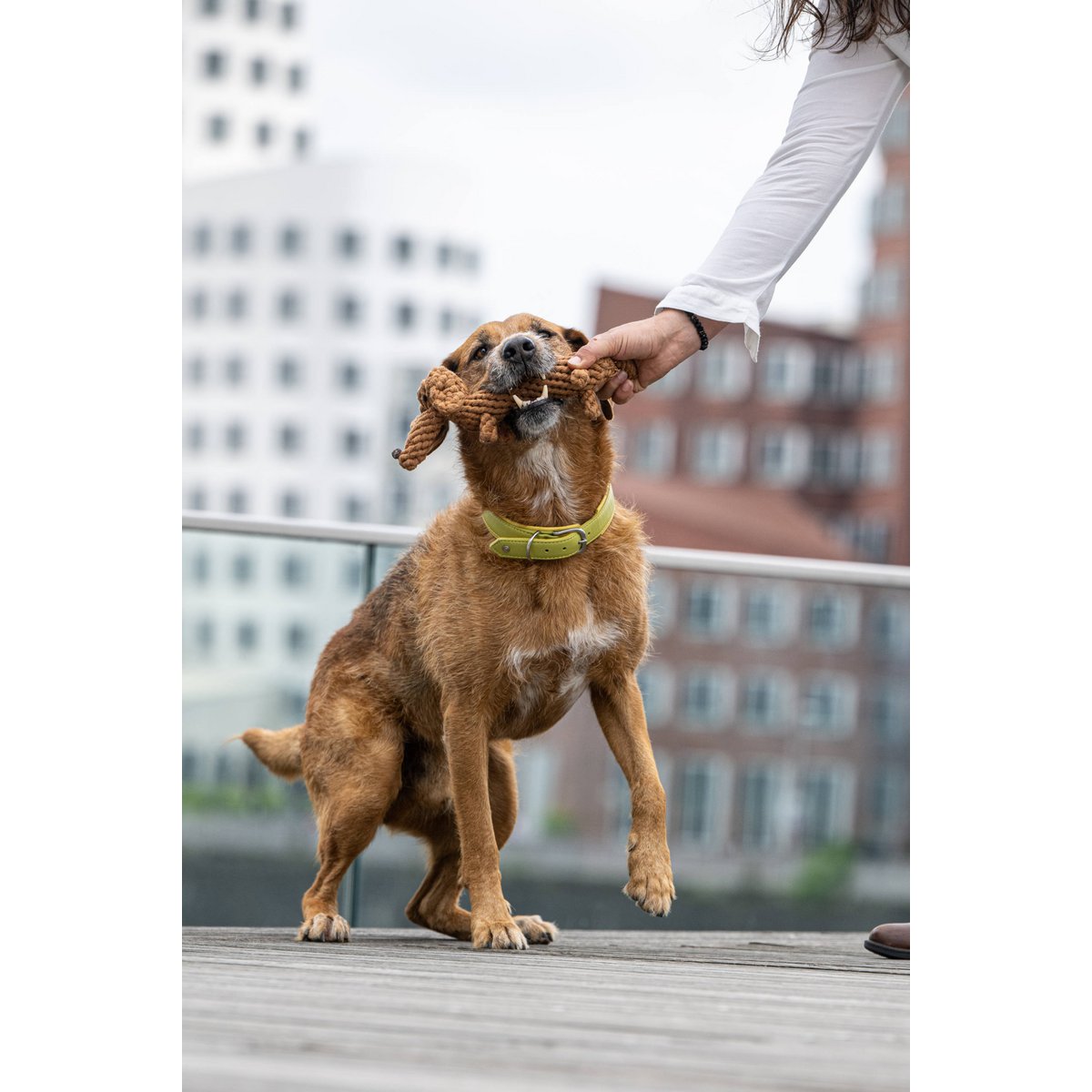 Diego the Dachshund Cotton Dog Toy