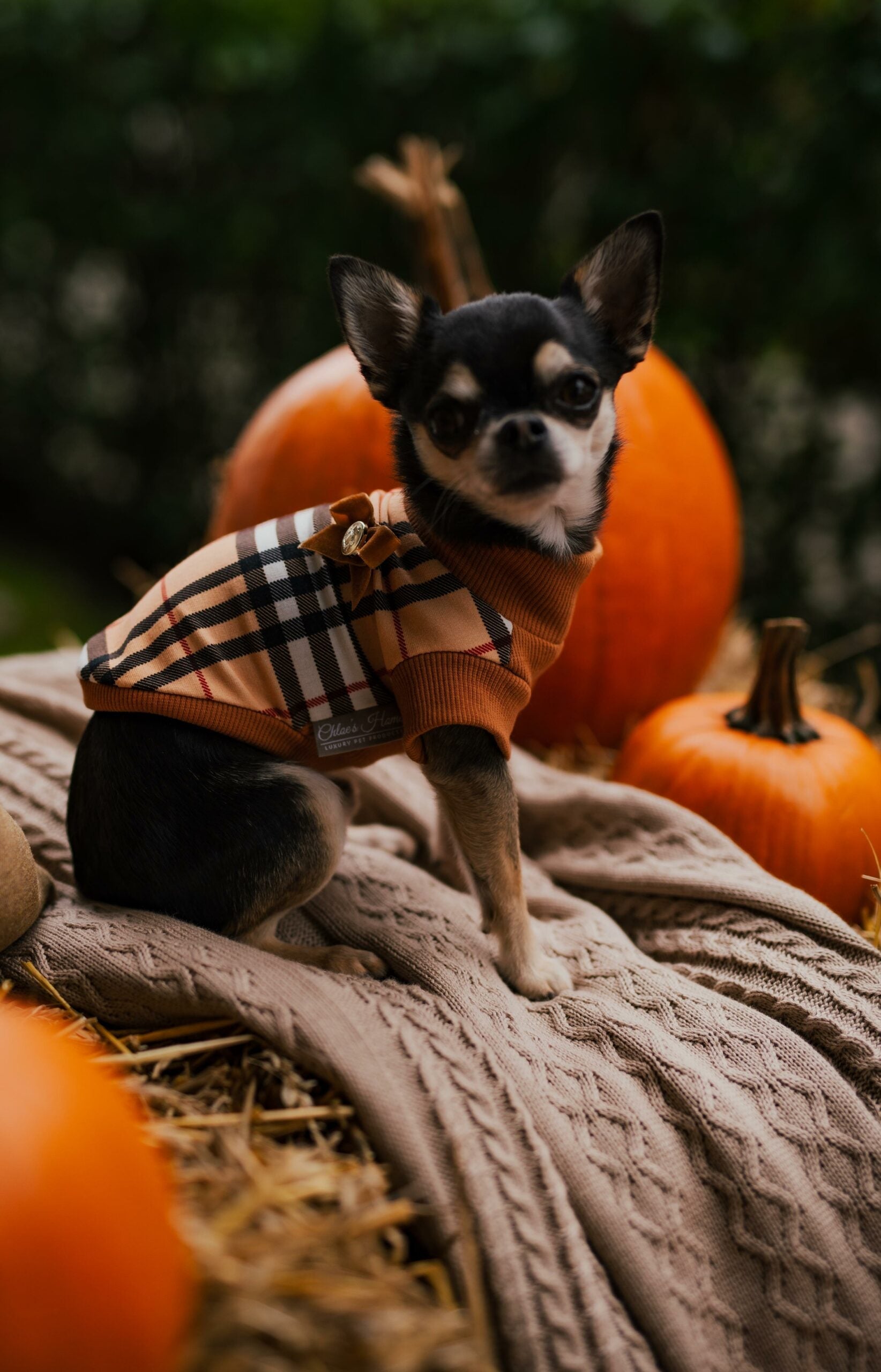 Check Brown Turtleneck for Dogs or Cats