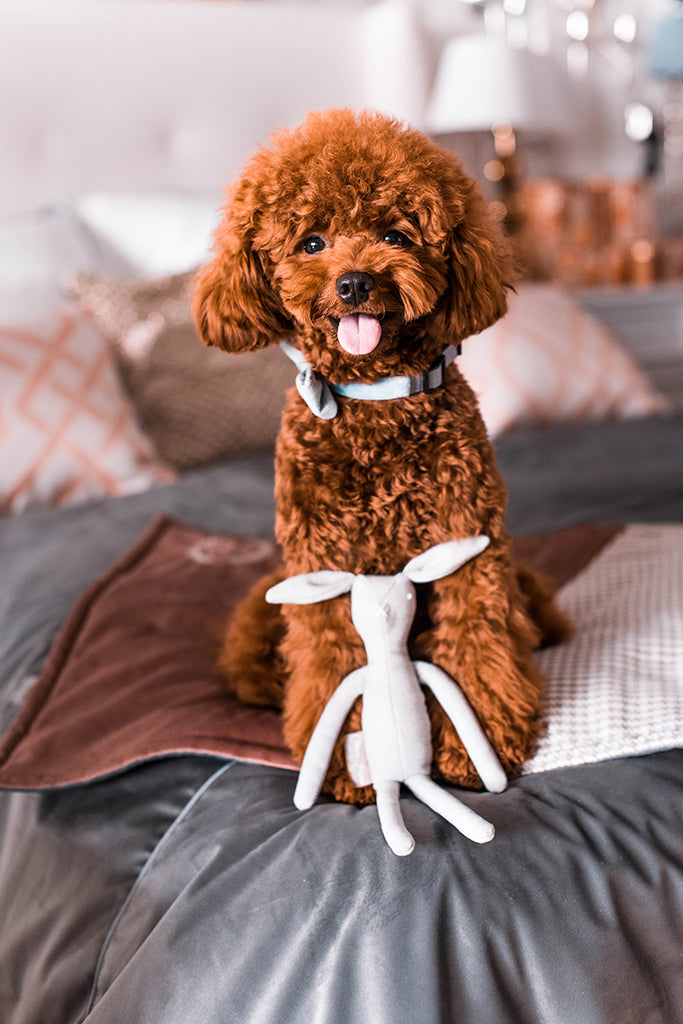 Roger Rabbit Plush Dog Toy