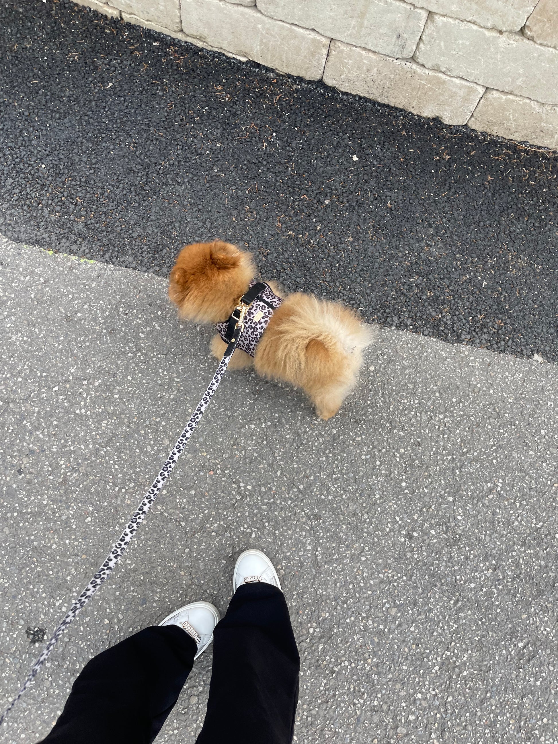 Kenya Taupe Leopard Leash