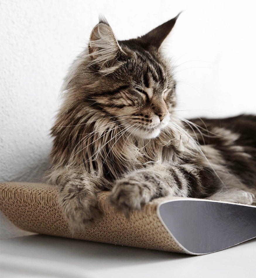 Tobi Black Cat Scratcher