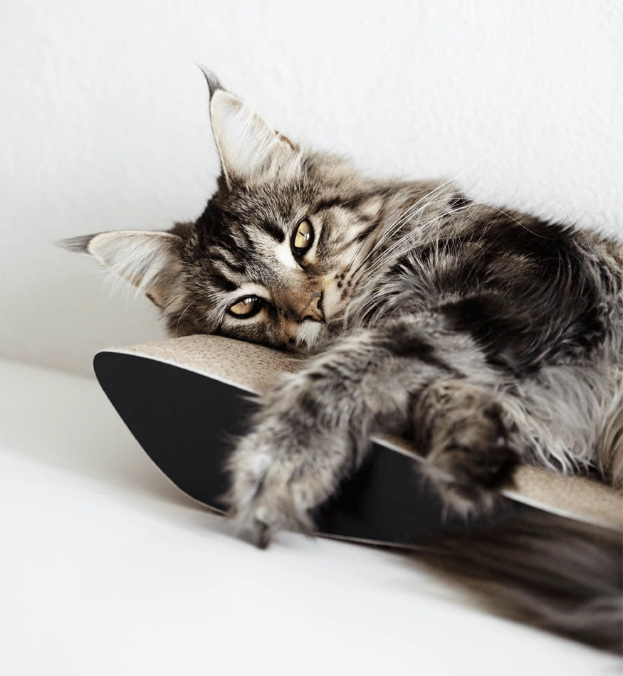 Tobi Black Cat Scratcher
