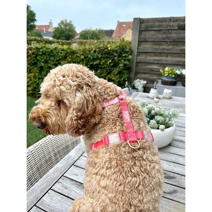 Duo Color Coral Blush Dog Harness