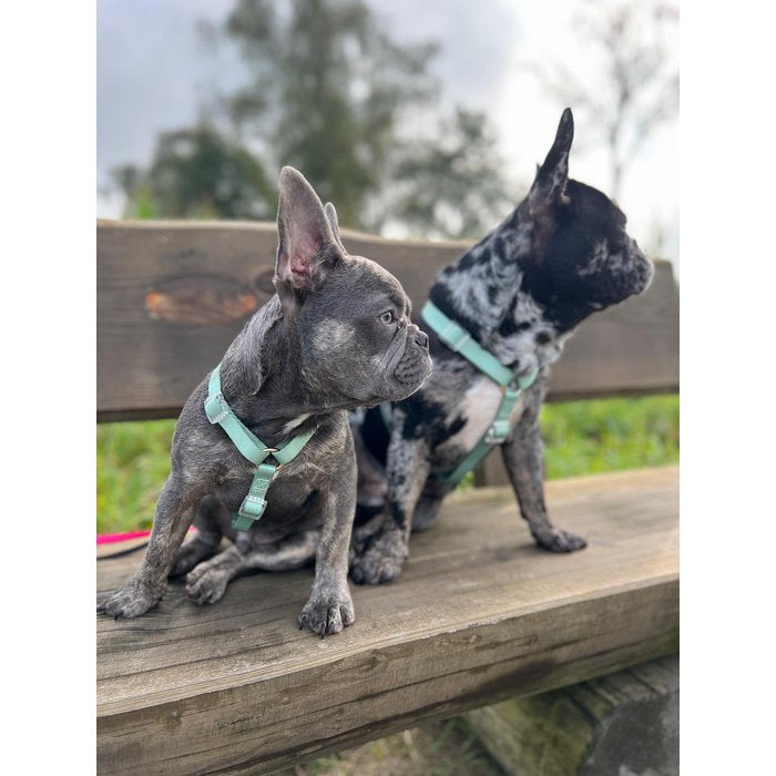 Duo Color Green Dog Harness