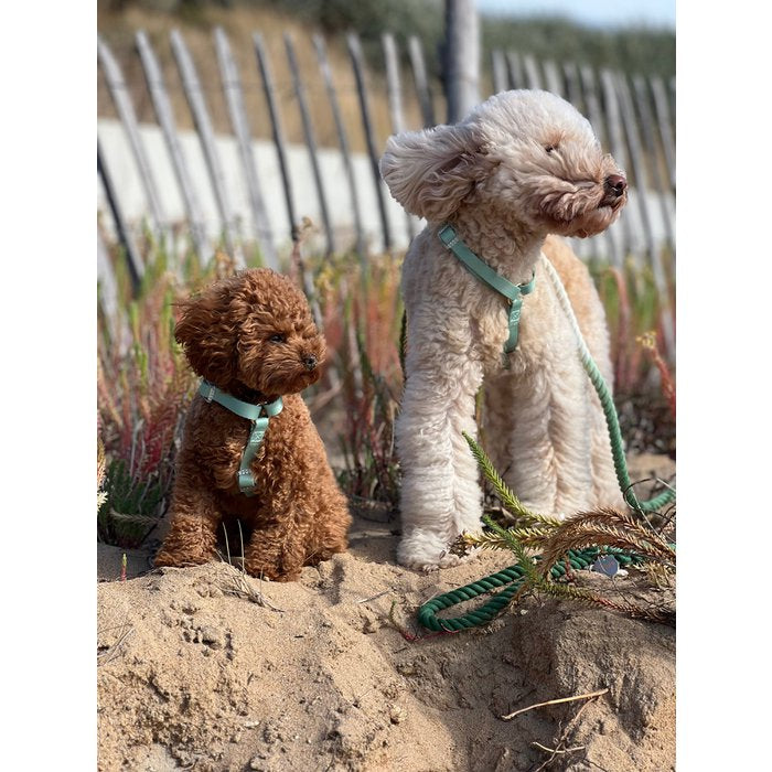 Duo Color Green Dog Harness