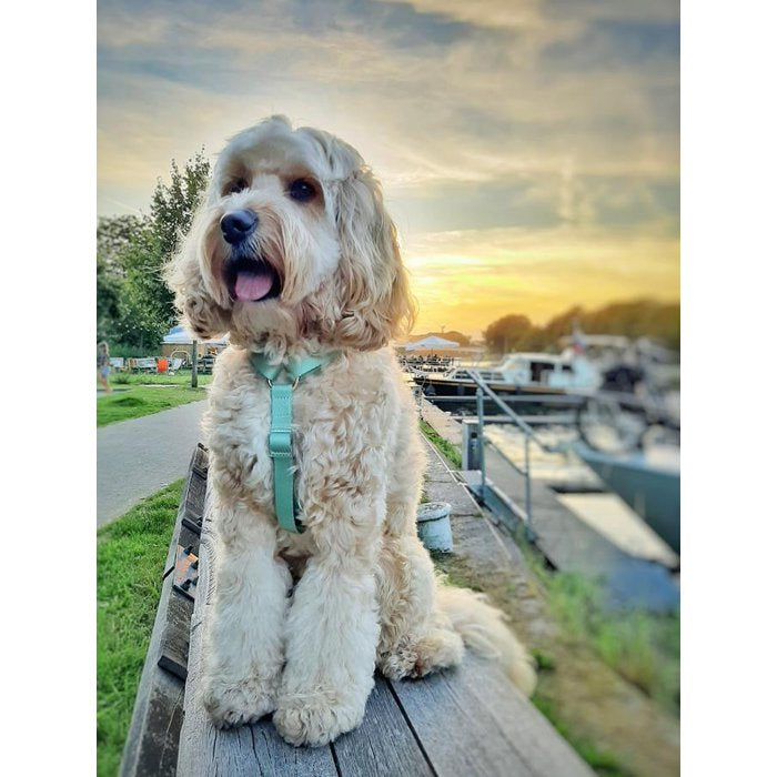 Duo Color Green Dog Harness