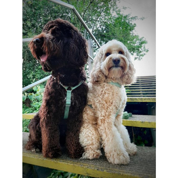 Duo Color Green Dog Harness
