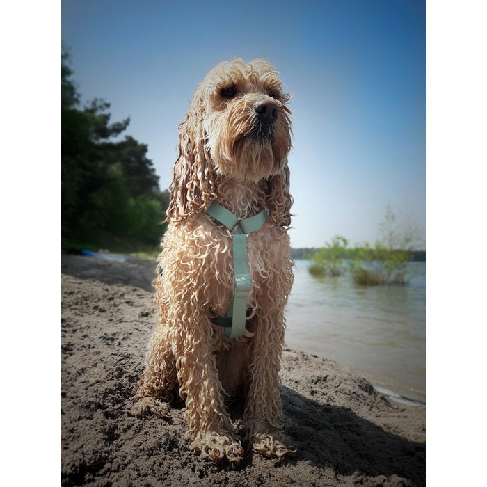 Duo Color Green Dog Harness