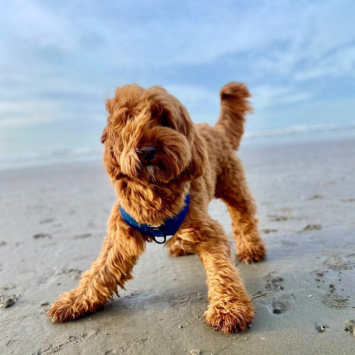 Denim Dog Harness