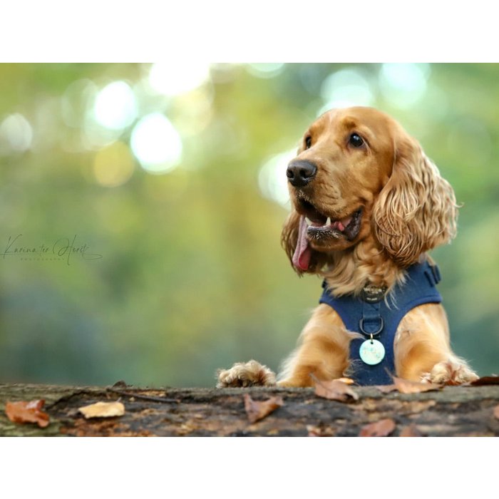 Denim Dog Harness