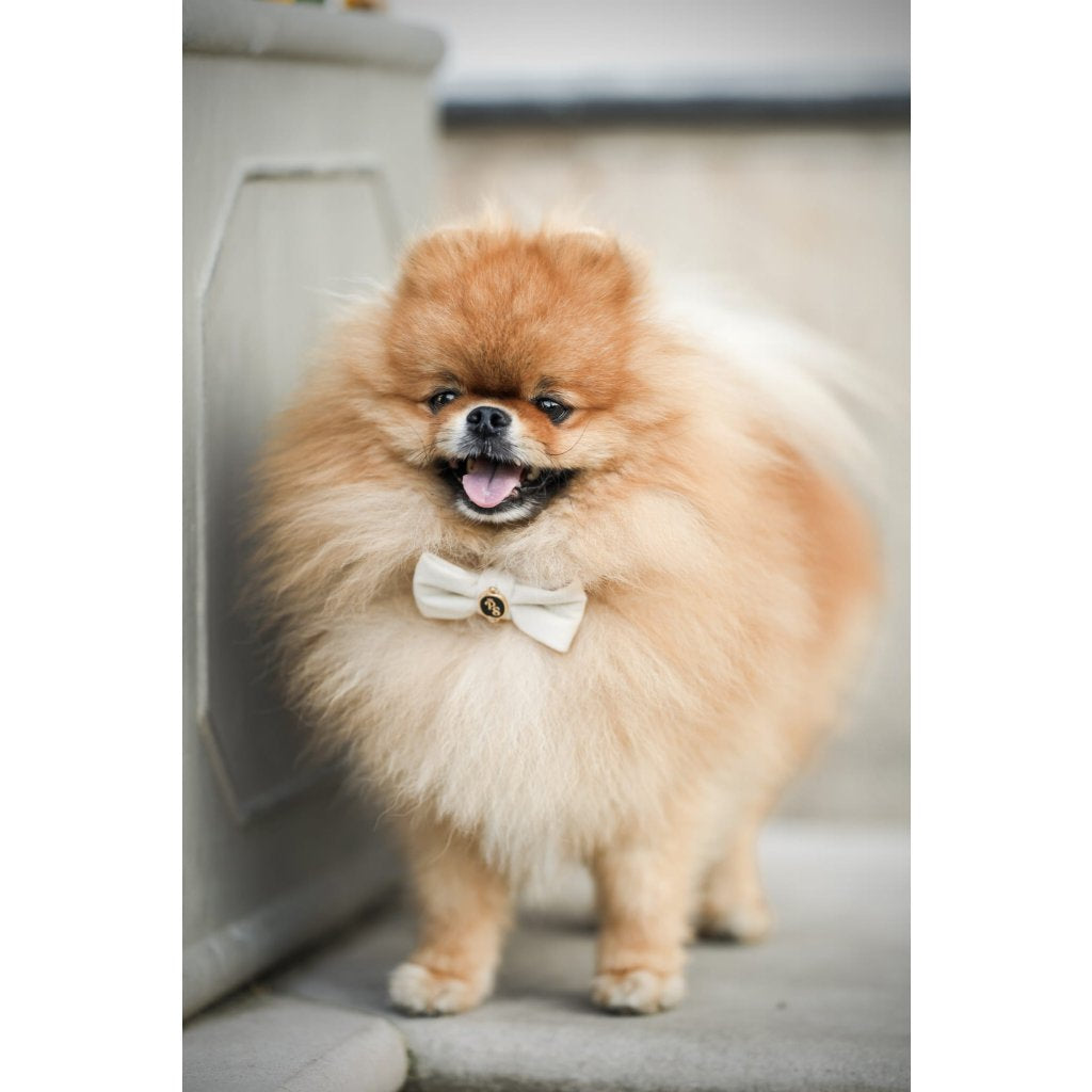 Velvet Dream Ecru Bow Collar