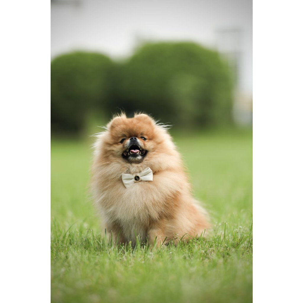 Velvet Dream Ecru Bow Collar