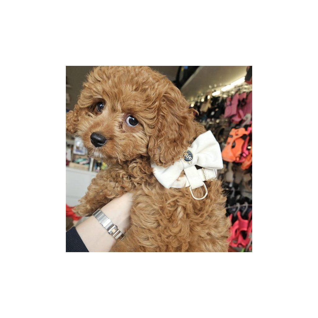 Velvet Bow Ecru Harness
