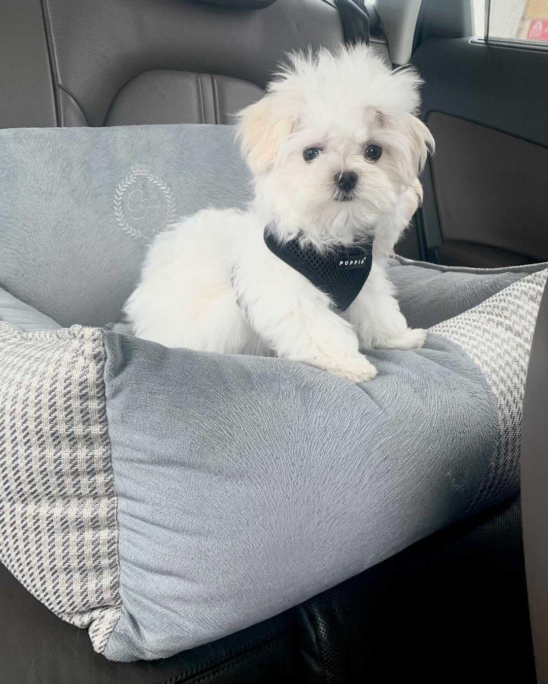 Berlin Grey Pet Car Seat