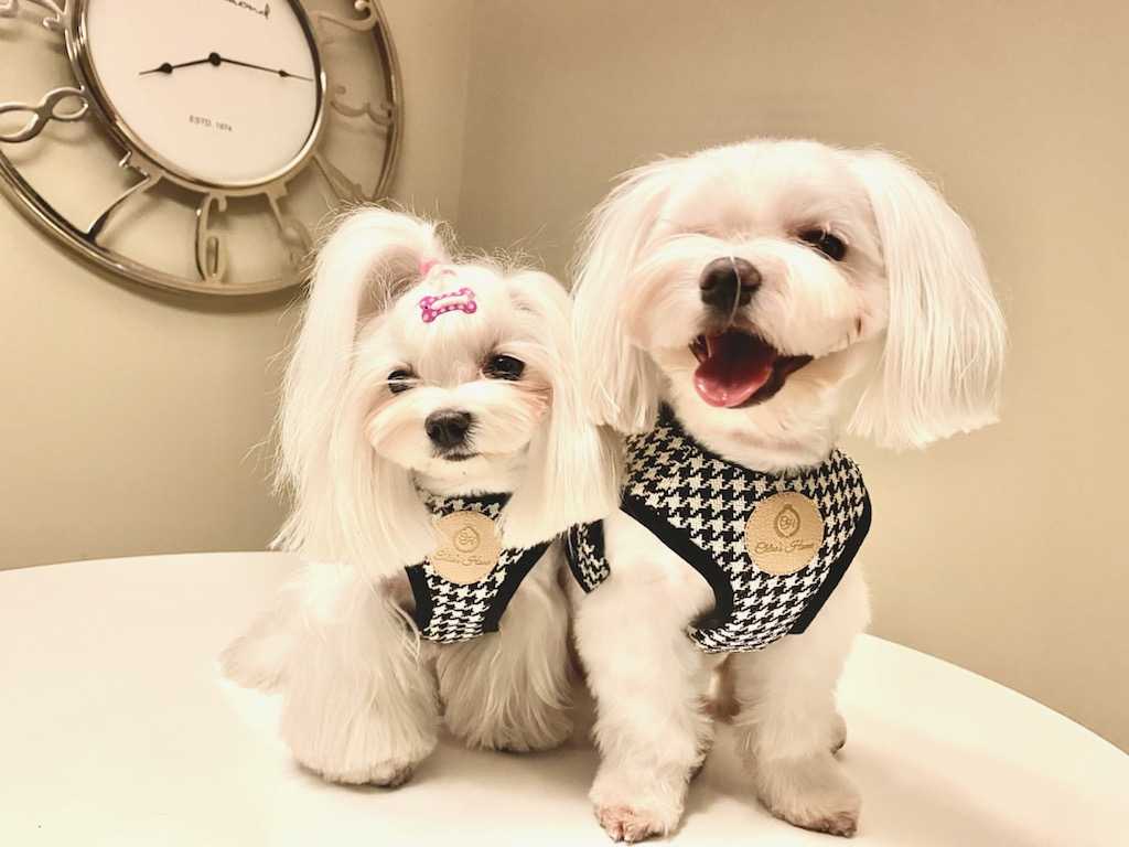 Porto Black Harness for Dogs and Cats