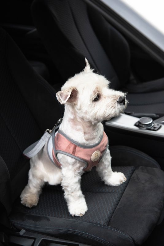 Paris Black Pet Safety Belt
