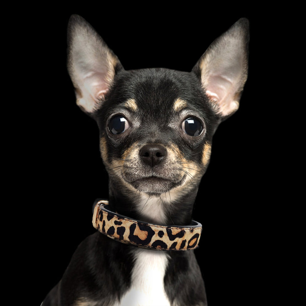 Leopard Leather Collar