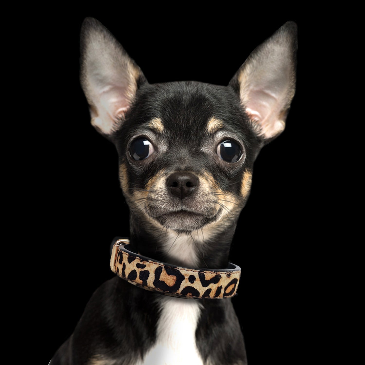 Leopard Leather Collar