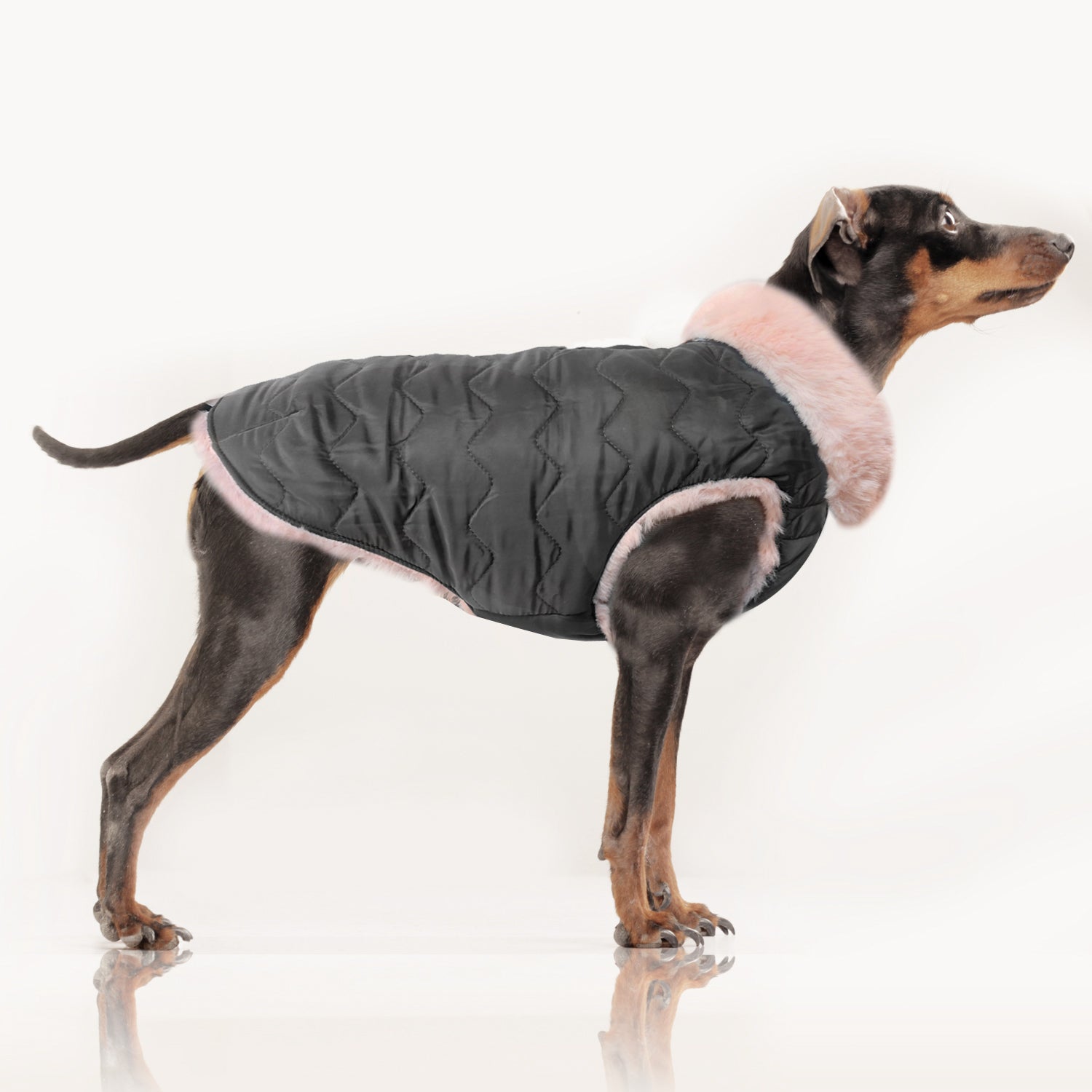 Louise Reversible Winter Jacket for Dogs