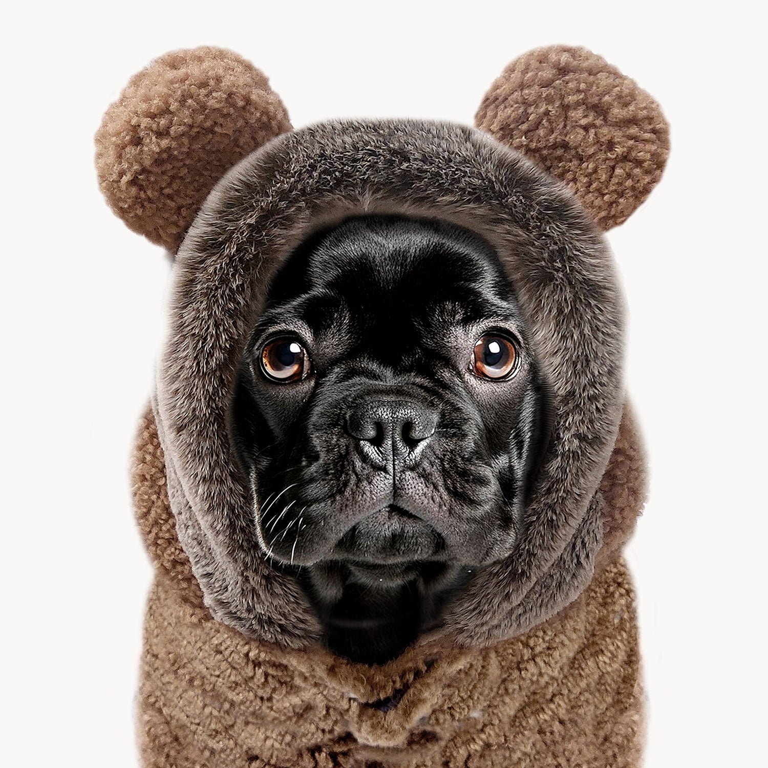 Ernest Teddy Sweater for Dogs
