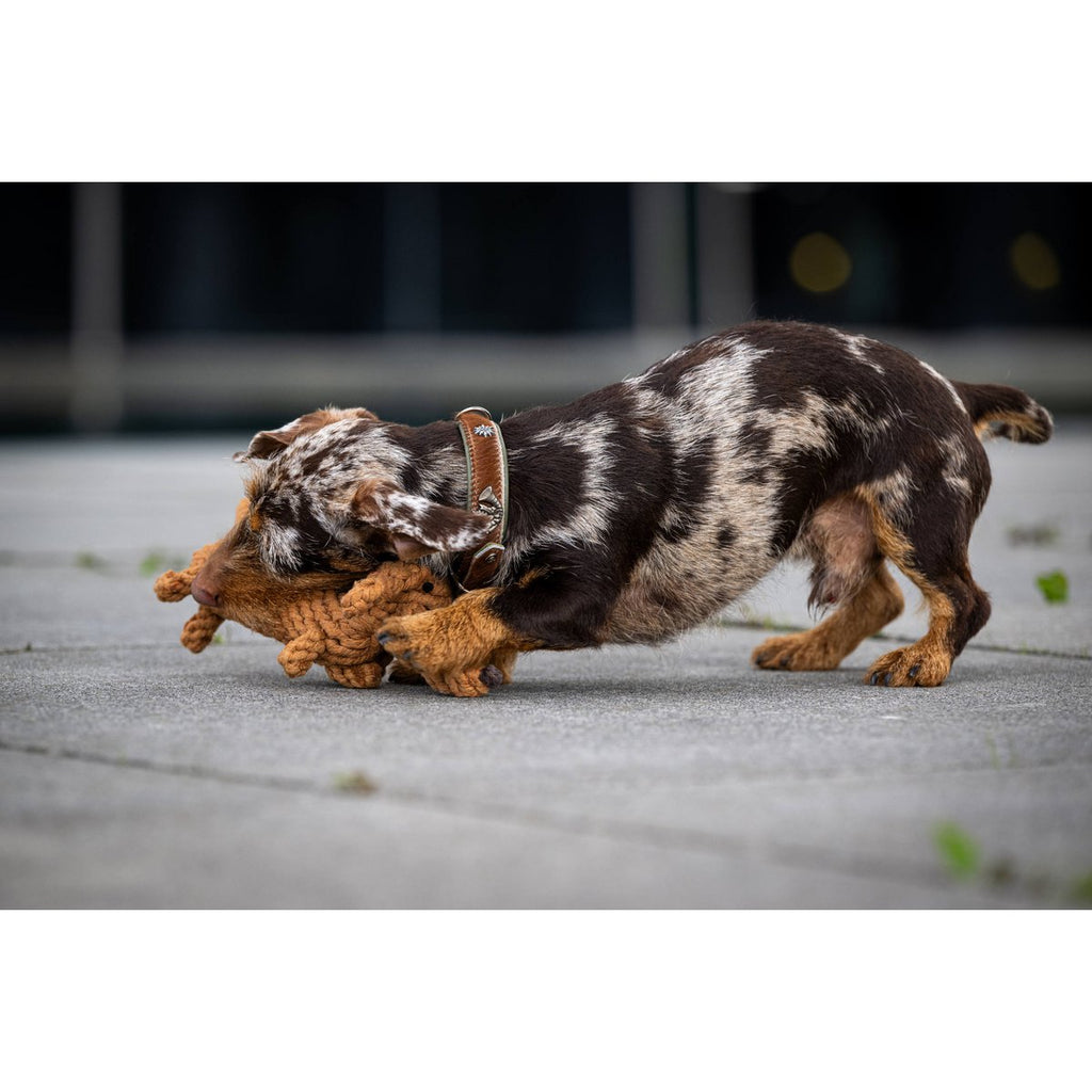 Diego the Dachshund Cotton Dog Toy