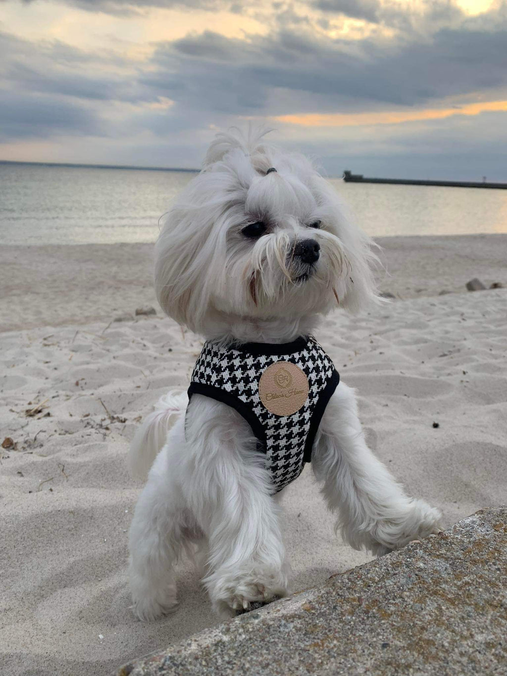 Porto Black Harness for Dogs and Cats