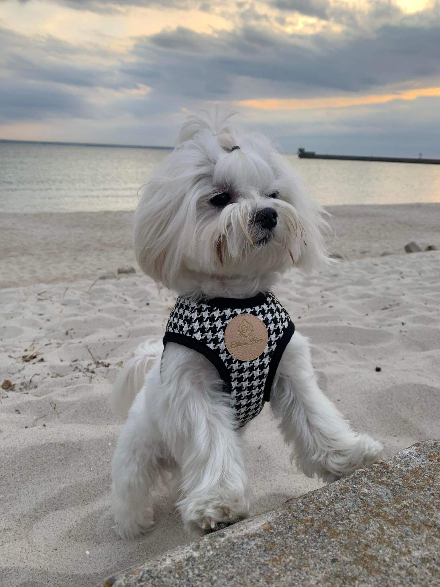 Porto Black Harness for Dogs and Cats
