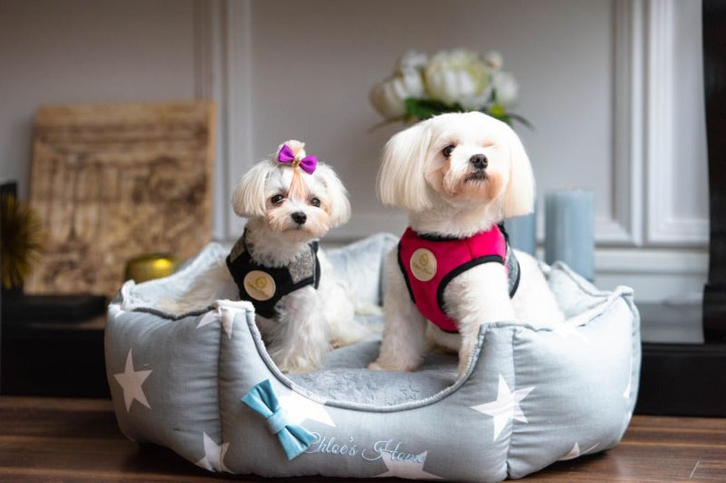 Los Angeles Pet Bed